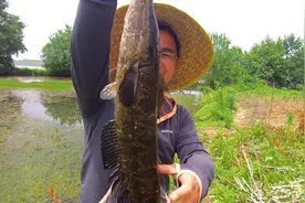 暮春手竿钓黑鱼全攻略，防没口专用，钓几顿吃得真不难图片