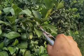 柑橘冬剪怎么做？一次给你讲明白！图片