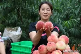 全国哪的桃子最好吃？经过评选，这4个地方还不错，有你家乡没图片