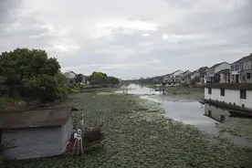 浙江山村遭毒蛇入侵，400万毒蛇与村民同吃同住，为何蛇不伤人？图片