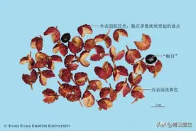 每日学本草——花椒图片
