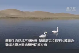 塔克拉玛干沙漠周边湖泊湿地成鸟类天堂图片
