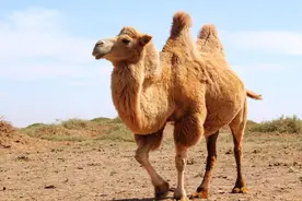 骆驼奶粉与牛羊奶粉相比有过之无不及，快来对比分析吧图片