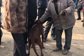 山东：大爷忍痛卖狗，狗狗百般不舍紧抱老人，而大爷卖狗也很无奈图片