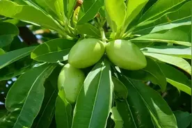 这种街头常见的果子，千万别吃！图片