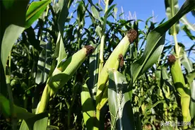 瑞普909玉米品种介绍，附瑞普909玉米种子价格图片