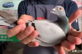 2.5万羽残存不足百羽 台湾北海的“致命三关”图片