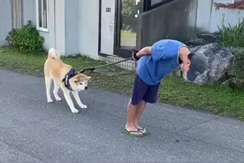 一人一狗对峙了三个小时图片