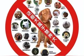 城市“禁养犬种”已公布，自查一下你家狗狗是不是中招了？图片