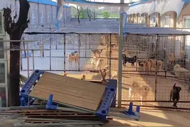 老人执念救狗20年：曾与400多只狗同住，欠债60万后卖掉儿子的房子借住亲戚家图片