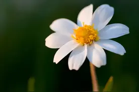 下半年，4个星座，珍惜每一次机会，不断进步，梦想一一实现图片