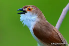 四种不建议养的鸟，真实原因既现实又无奈图片