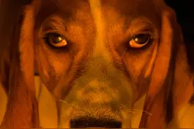 笑疯了，养了比格犬之后连夜加入“比格犬受害者联盟”图片