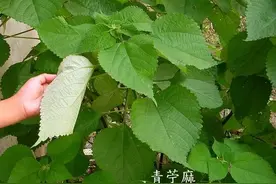 古人是如何靠着一颗“中国草”度过夏天的图片