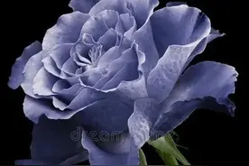 亮子玫瑰：爱有千万重，玫瑰代表我守护你图片