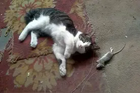 能听懂人话的神猫图片