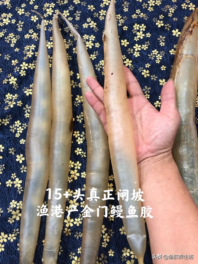 白鳗胶功效 2026年白鳗鱼的功效