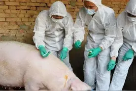 城市的潲水猪不能吃，为啥农村人用剩菜剩饭喂猪却没问题？早了解图片