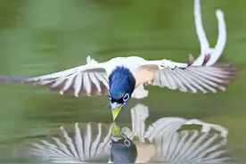 20多种漂亮的飞鸟 你见过几种图片
