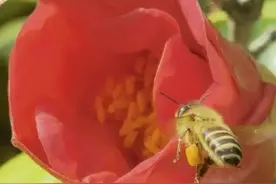 华为手机摄影实战教程（1）:手机相机的基础设置图片