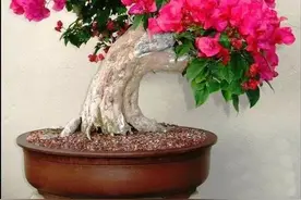 顶级盆景38款图片