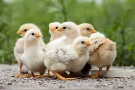 “买小鸡来，买小鸡来”的吆喝声，那吆喝声悠长筋道，你还记得吗图片