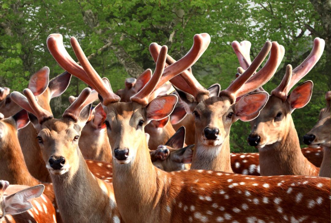 遼源周邊旅游景點_朝陽休閑旅游度假區景點介紹_秋天遼源旅游攻略