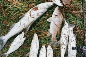 鄱阳湖泥鳅党还没有杜绝，闷虾党又现，一人一天几百斤鱼很轻松。图片