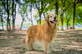 金毛口炎怎么治图片