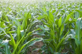 国家推荐优良玉米品种中，适合山东省种植的有哪些？（下）图片