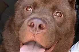 为何山牛红越来越受欢迎？养了才知道“真香”，再也不想换狗了图片