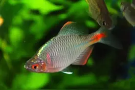 鳑鲏，又称屎光皮、四方片，繁殖方式很奇怪图片