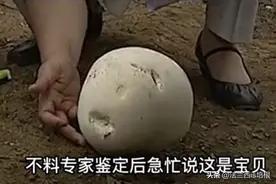 山东果园长出白馒头，专家：别碰！等它发射“烟雾弹”能消炎止血图片