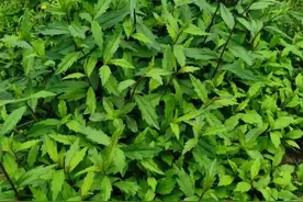 如何高效种植特种蔬菜马兰菜？好吃又好卖，4步骤搞定增产丰收图片