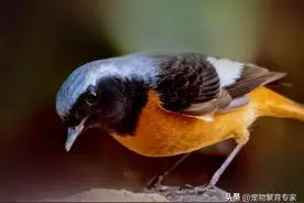 鸟粪掉在身上到底预示着什么？底是好运降临还是倒霉的信号？图片