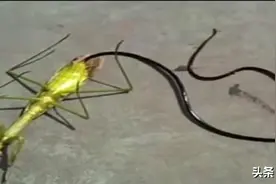 这7种令人闻风丧胆的寄生虫，让宿主吃尽苦头图片