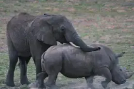 大象与犀牛是不同的物种，为何非洲公象还要强暴犀牛呢？图片