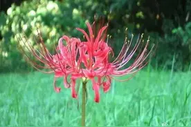 玄幻小说中经常出现的彼岸花为何物？为何花叶永不相见？图片