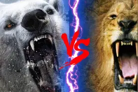 非洲狮vs北极熊，如果猫科一哥单挑熊科老大，谁会笑到最后呢？图片