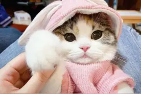 三花猫的6大“优点”，怪不得养过的人，都不想换猫了图片