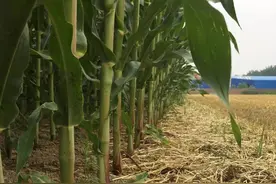 4次国审，抗病抗倒，高产性能突出，东单1331适合16省市区种植图片