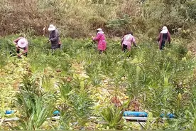 马山县白山镇：冬季蔬菜喜获丰收图片