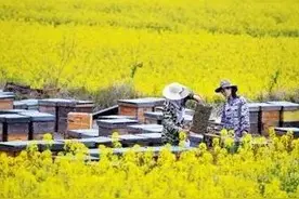 养蜂为何要饲喂管理？农业都在讲技术，养蜂为什么推崇原始落后？图片