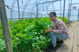 宝清县：棚种老山芹 增收又致富图片