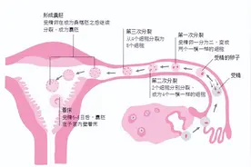 这5个养卵方法简单又实用，试管婴儿成功率高图片