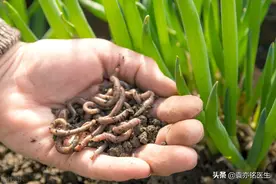 什么？小伙子的蛋蛋上面爬满了“蚯蚓”图片