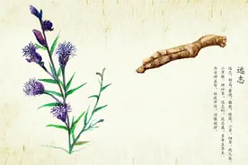 这味中药最励志，是失眠多梦的好帮手图片