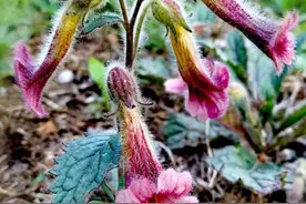 农村野菜地黄被叫“四大怀药”之首，它有这几种吃法，好处太多了图片