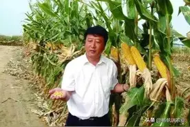 亩产2000斤的登海710，其稳产好，增产潜力大，是一个高产好品种图片