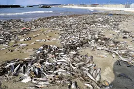日本海岸大量沙丁鱼搁浅，乌鸦盘旋，是大灾难的前兆吗？图片